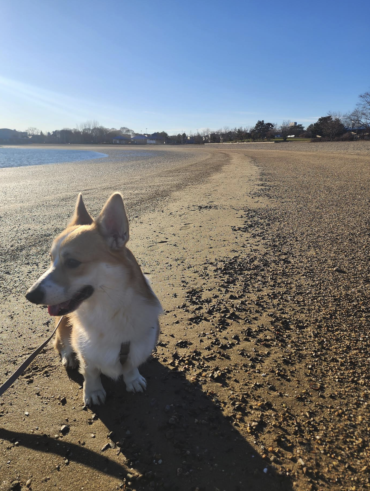 doggo.png